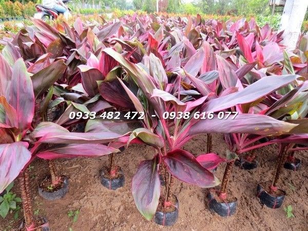 Cây huyết dụ trưởng thành lá đỏ tía đẹp mắt