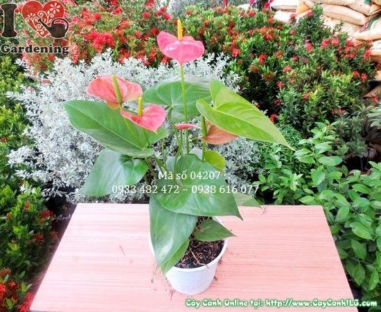 Cây huyết môn cao 30cm lá đỏ đẹp tại vườn ILG