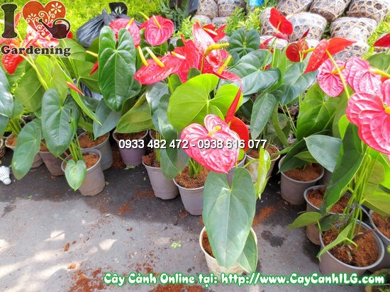 Cây Huyết Môn Lớn cao 40cm – Ms 11929 tại vườn ILG