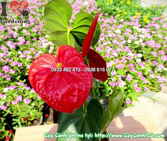 Cây Huyết Môn Lớn cao 40cm Ms 11929 – lá xanh tươi mát