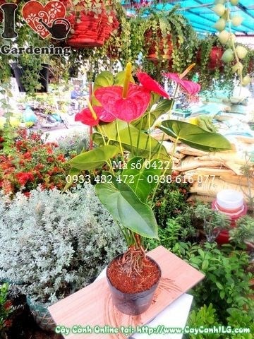 Lá huyết môn đỏ tươi đẹp, bóng mượt
