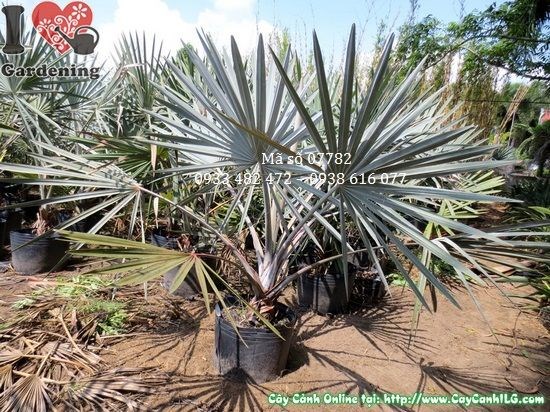Cây kè bạc cao 1,3m tại vườn ươm ILG TP.HCM