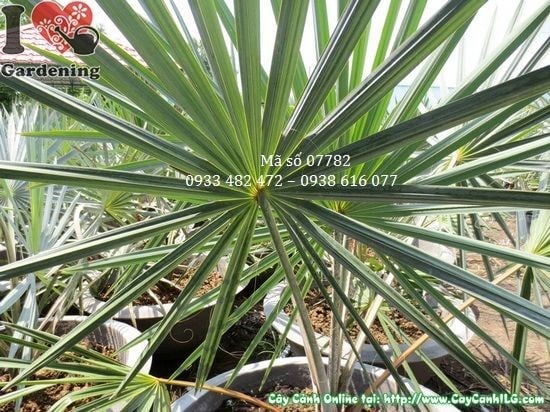Cây kè bạc cao 1,3m tán lá xanh bạc đẹp