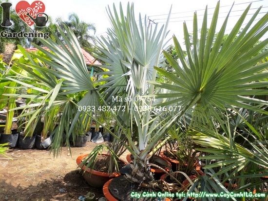 Cây kè bạc cao 2,5m tán lá xòe bạc đặc trưng tại vườn ILG