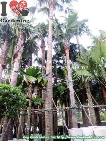 Cây kè đỏ cao 7m Ms 03955 – dáng vóc hùng vĩ tại ILG