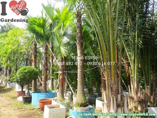 Hàng cây kè lá xanh cao 4m trồng cảnh quan công trình