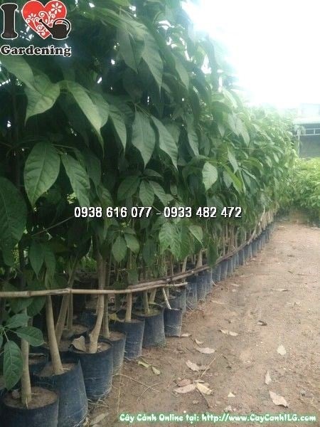 Cây kèn hồng cao 1m5 – tán xanh khỏe mạnh, phù hợp trồng sân vườn và cảnh quan công trình