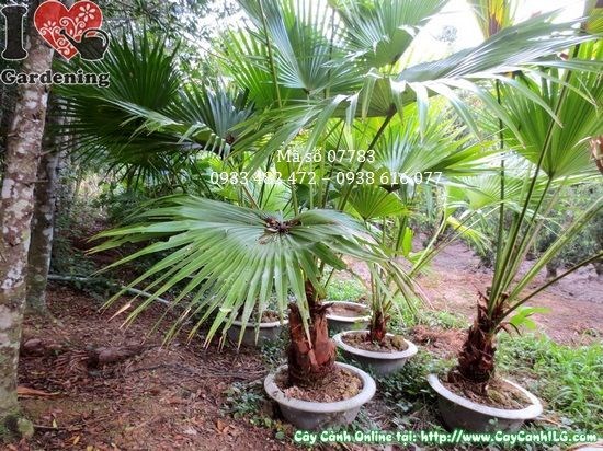 Tán lá quạt rủ xuống duyên dáng của cây Kè Xanh – đặc điểm nhận dạng độc đáo