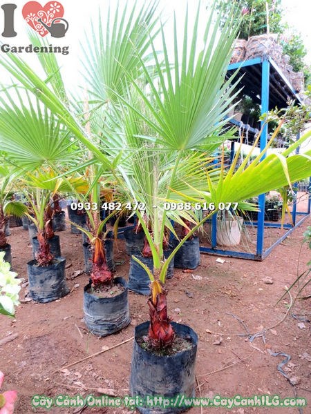 Cây Kè Xanh giống cao 80cm – cây con khỏe mạnh, bộ lá xanh tươi