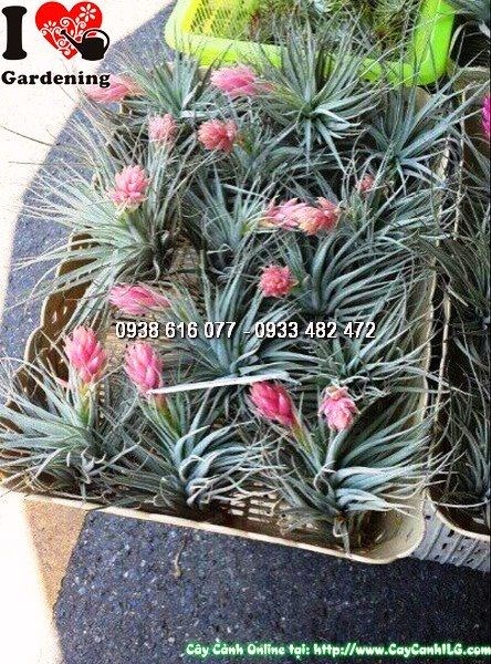 cây không khí tillandsia nở hoa đẹp - ILG caycanhilg.com