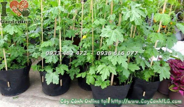 cây khổ qua cao 60cm – trồng giàn leo trang trí sân vườn
