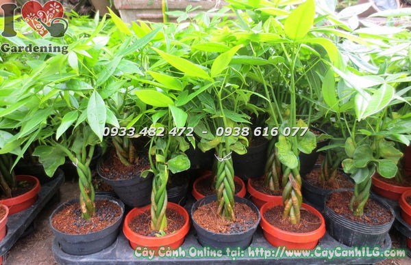 Cây kim ngân cao 25cm Ms 17458 thân bím đặc trưng