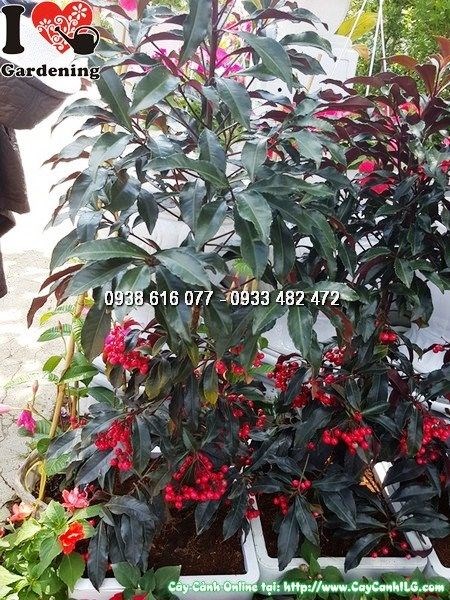 Cây kim ngân lượng lá đỏ Ms 25533 - ILG cung cấp sỉ lẻ