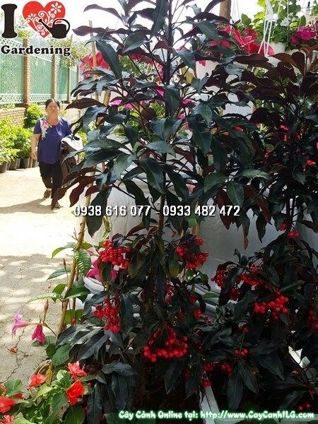 Cây kim ngân lượng lá đỏ - chùm quả và lá đặc trưng