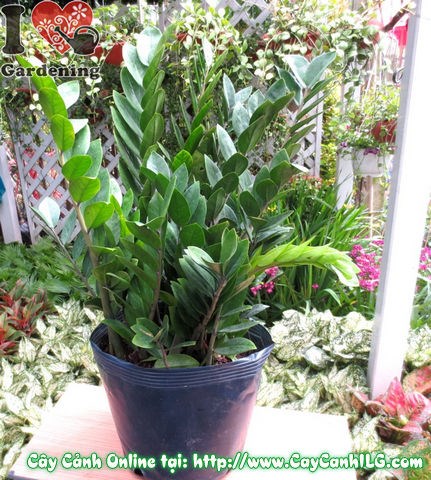 Cây Kim Phát Tài cao 50cm tại vườn ILG