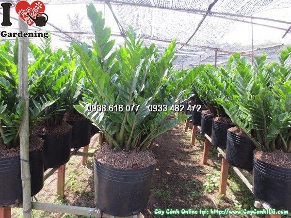 Cây Kim Phát Tài cao 60cm xanh khỏe không sâu bệnh