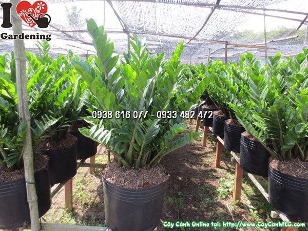 Cây Kim Phát Tài cao 60cm tán đẹp tại ILG