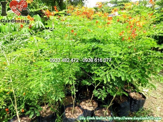 Cây kim phượng điệp cúng hoa vàng cam rực rỡ tại vườn ILG