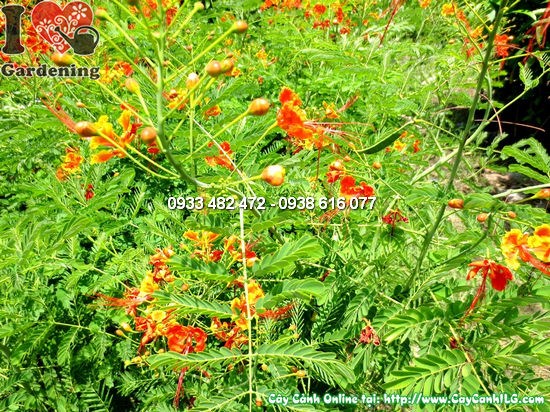 Hoa kim phượng điệp cúng nở rực rỡ màu vàng cam