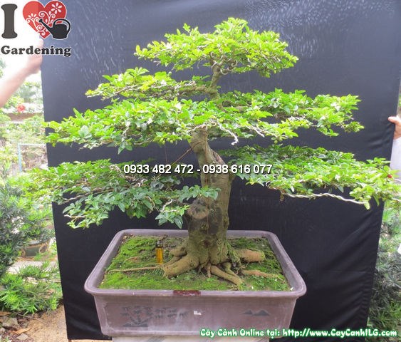 Cây kim quất bonsai đẹp cao 65cm tán lá xanh trái đỏ Ms12598
