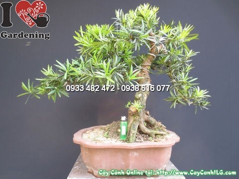 Cây la hán tùng bonsai đẹp Ms 12750 góc chụp khác