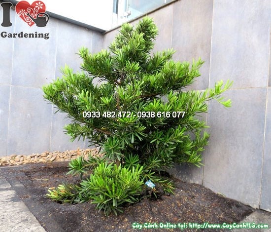 Cây la hán tùng cắt tròn 1,2m – lá xanh biếc, dáng đẹp