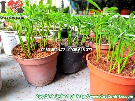 Cây La Hán Tùng Con 10cm - chăm sóc đúng cách để cây phát triển khỏe mạnh