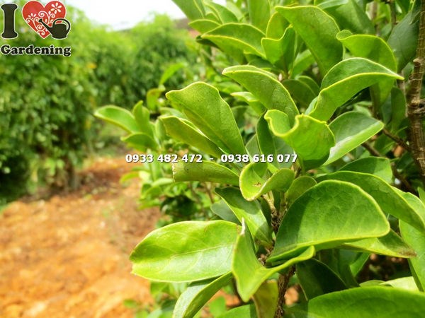 cây lài hai màu cắt tròn cao 1m tán tròn đẹp