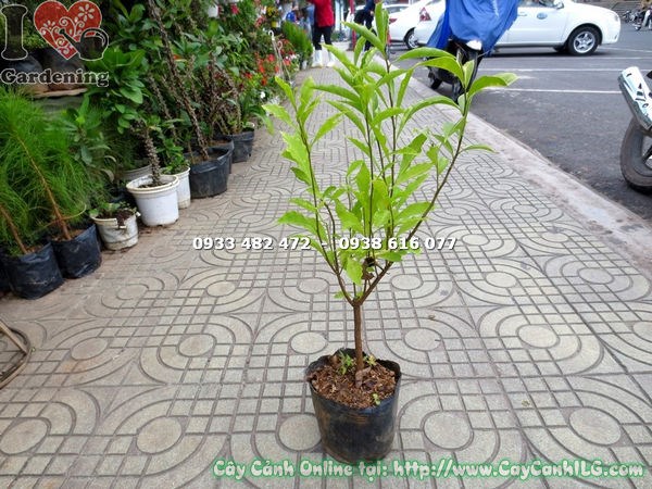 Cây lài nhật giống cao 50cm chuẩn giống tại vườn ILG