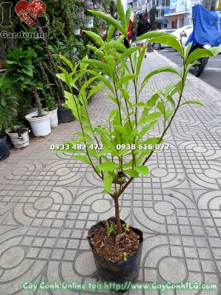 Hoa lài nhật – màu tím đặc trưng trước khi chuyển sang trắng