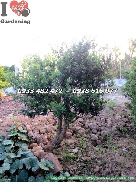 Cây tùng la hán cắt lùn phôi bonsai trưng bày cảnh quan