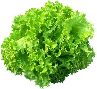 Salad Lolo xanh (Salad nhún) - 300g