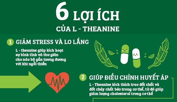 6 lợi ích mà L-Theanine trong bột trà xanh matcha đem lại