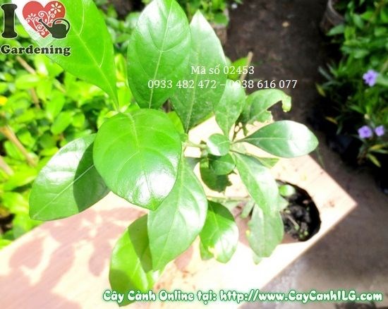 Cây ắc ó trồng hàng rào sân vườn và khuôn viên công trình