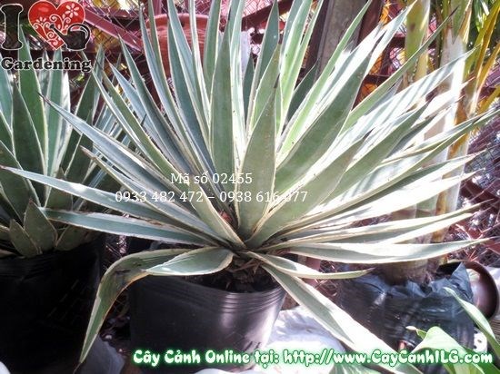 Cây Agao cao 55cm tán xanh đều đẹp, không sâu bệnh