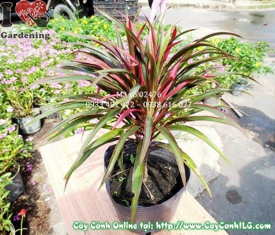 Cây ánh dương cao 22cm mã số 02476 - cây lá màu sân vườn ILG
