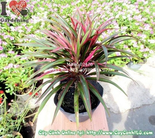 Cây ánh dương lá màu đẹp, thích hợp trang trí sân vườn và nội thất