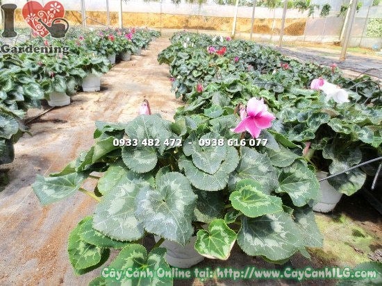 Cây Anh Thảo cao 20cm đang ra hoa đẹp tại vườn ILG