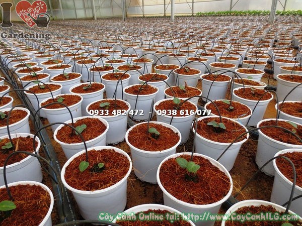 cây anh thảo giống khỏe đẹp cung cấp sỉ lẻ