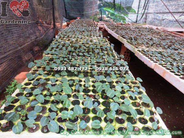 cây anh thảo giống Ms 15628 chất lượng cao tại ILG