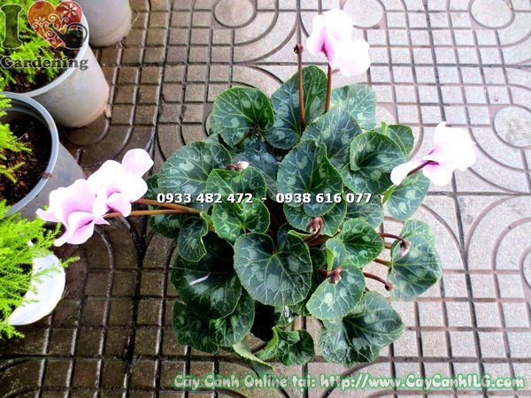 Cây anh thảo hoa hồng – hoa nở bền màu hồng tươi tắn