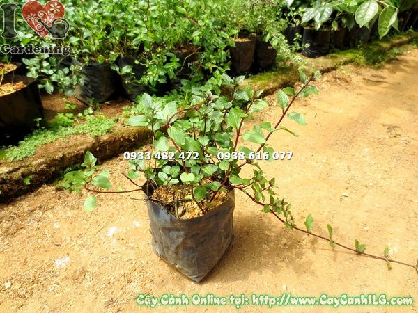 Cây Bạc Hà Pepper Mint cao 15cm – lá xanh mướt, thân mềm mại