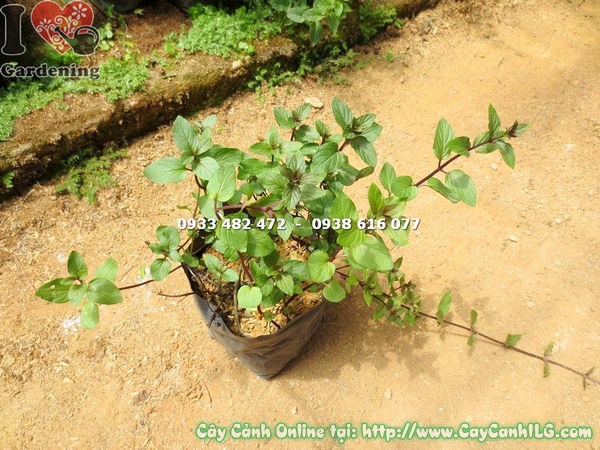Cây Bạc Hà Pepper Mint – lá bầu bĩnh, mép răng cưa, xanh đậm bóng