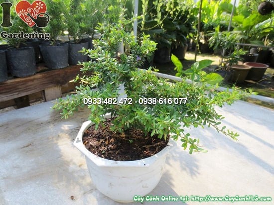 Cây ba chia giống mới cao 22cm – ý nghĩa phong thủy, trang trí văn phòng