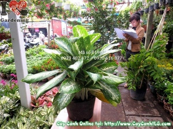 Cây Bạch Mã Hoàng Tử trồng cảnh quan khuôn viên
