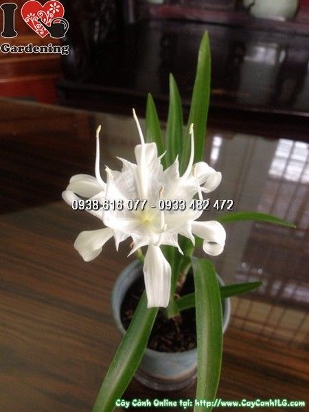 Cây Bạch Trinh cao 50cm với chùm hoa trắng tinh khôi