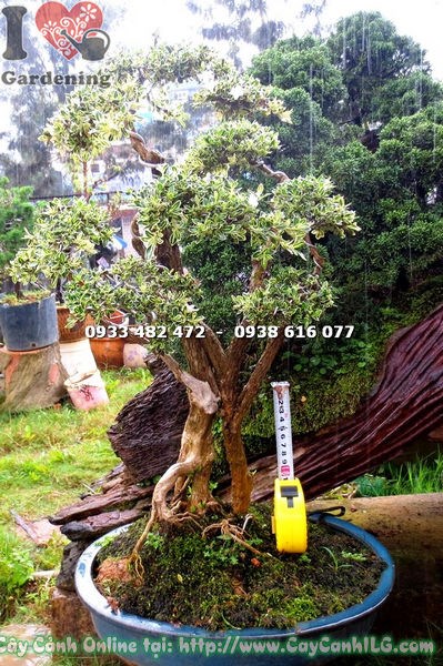 Bạch tuyết mai bonsai 50cm trưng bày trang trí không gian