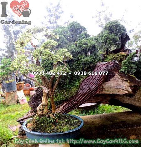 Hoa bạch tuyết mai bonsai nở trắng tinh khôi cao 50cm