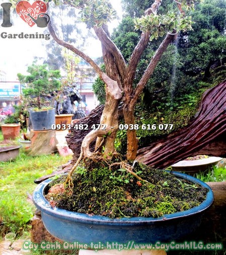 Cây bạch tuyết mai bonsai 50cm sau cắt tỉa tạo dáng
