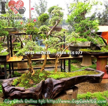 Cây bạch tuyết mai bonsai tiểu cảnh cao 60cm – dáng bonsai nghệ thuật Ms 12856